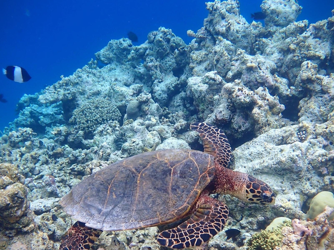 Euro-Divers Eri Maldives-马累北环礁必去景点