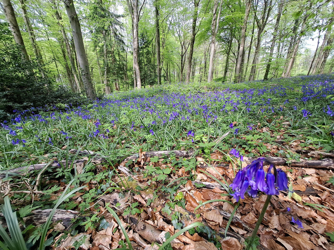 Haresfield Beacon And Standish Wood景点图片