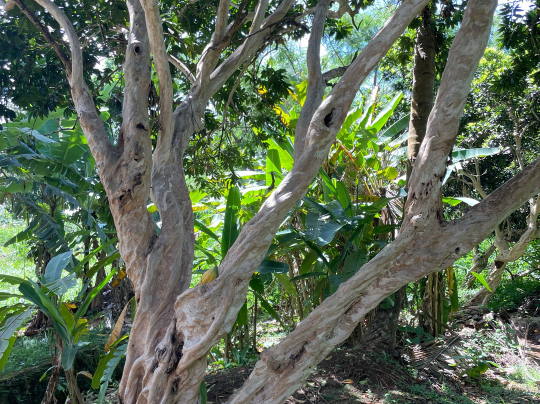 Laura's Herb & Spice Garden-St. George's必去景点