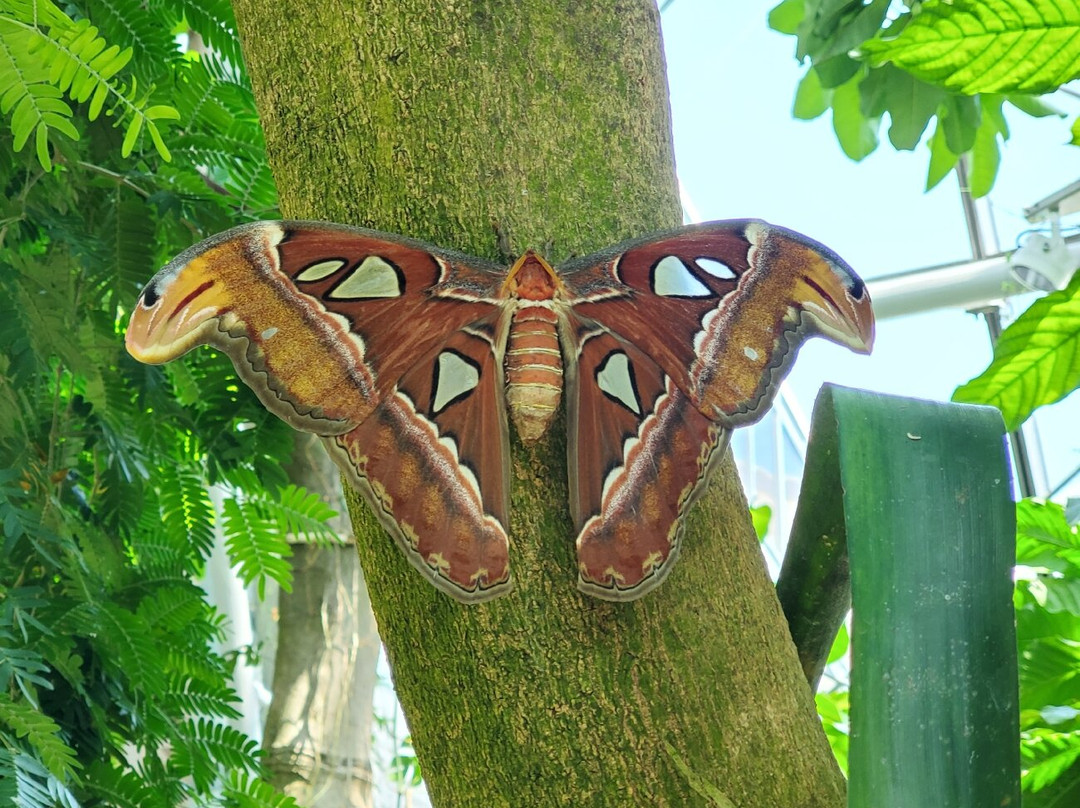 克莱尔蝴蝶中心-休斯顿必去景点