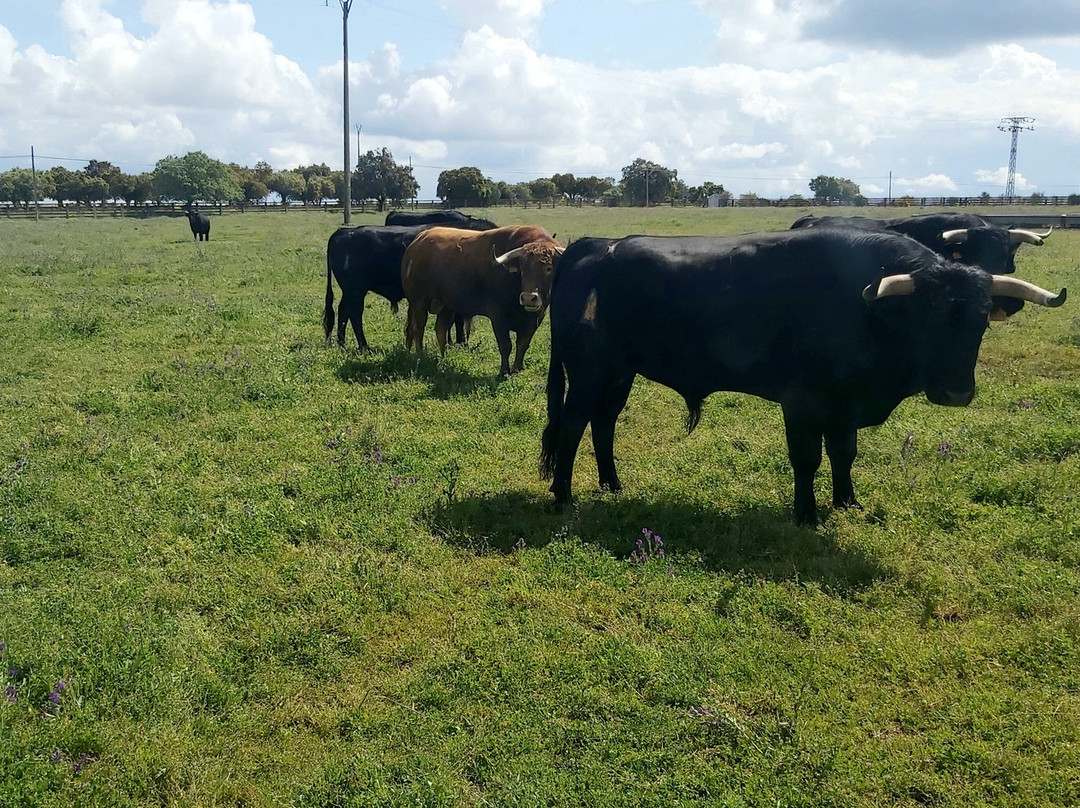 Ganaderia Antonio Palla-Ledesma必去景点