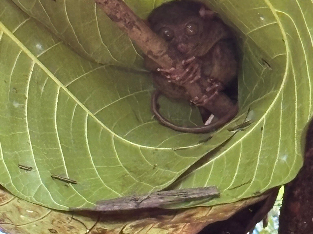 Philippine Tarsier Recreation Inc.-塔拉瓦环礁必去景点
