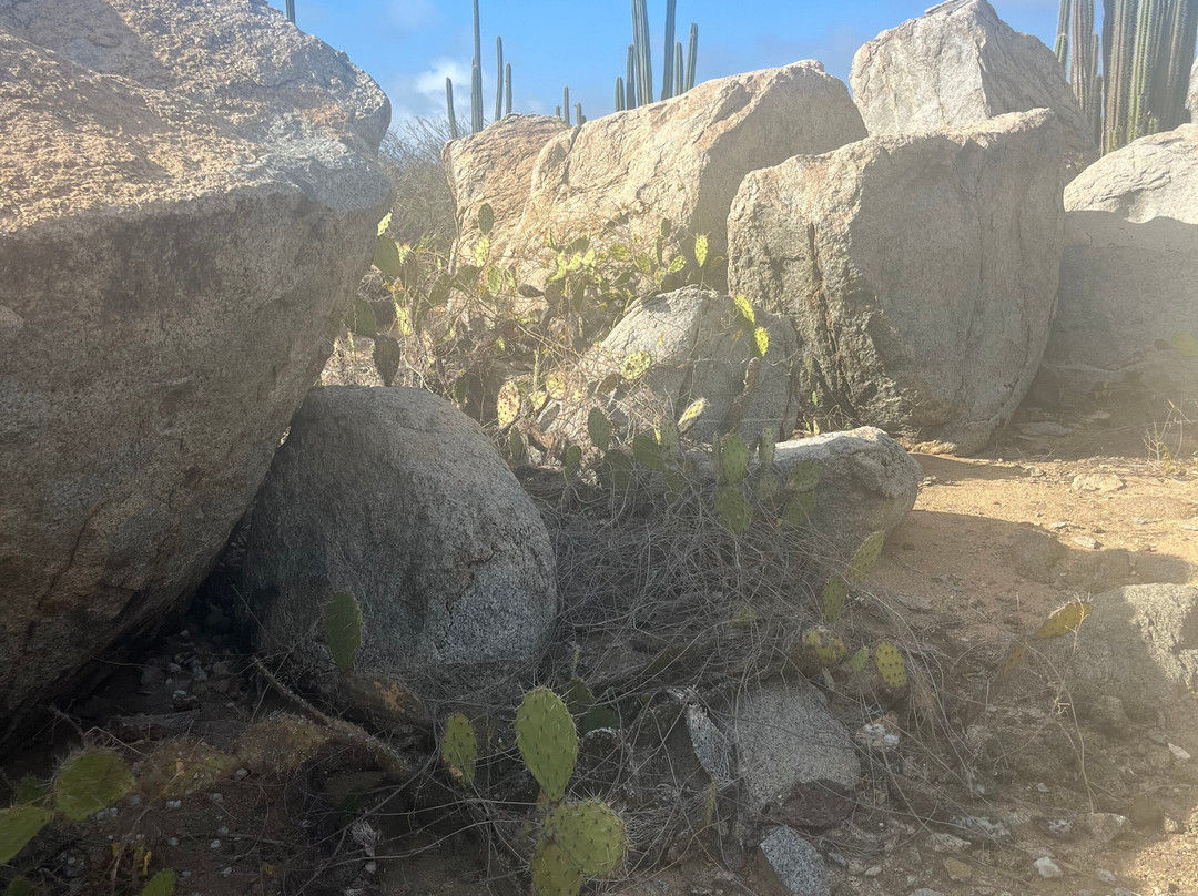 Sunrise baby beach Adventure by Bike and hike Aruba-奥腊涅斯塔德必去景点