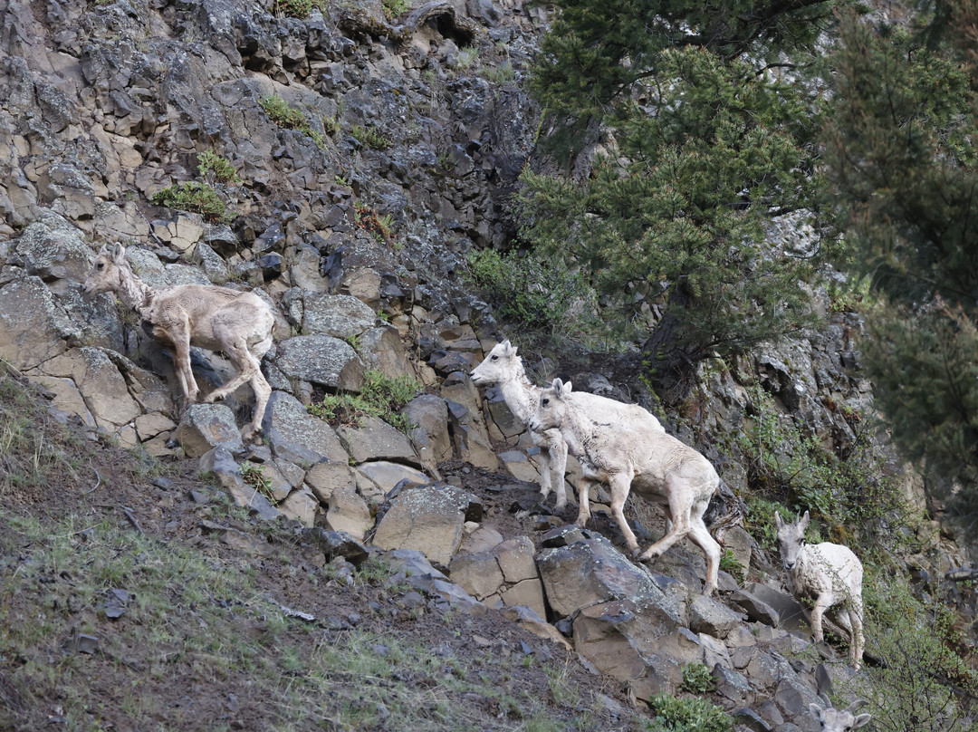 Yellowstone Insight - Day Tours-加德纳必去景点