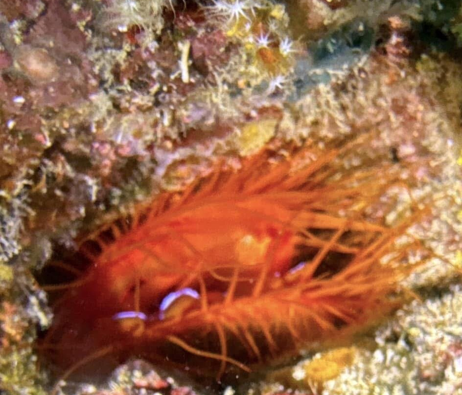 Dive Concepts Pemuteran景点图片