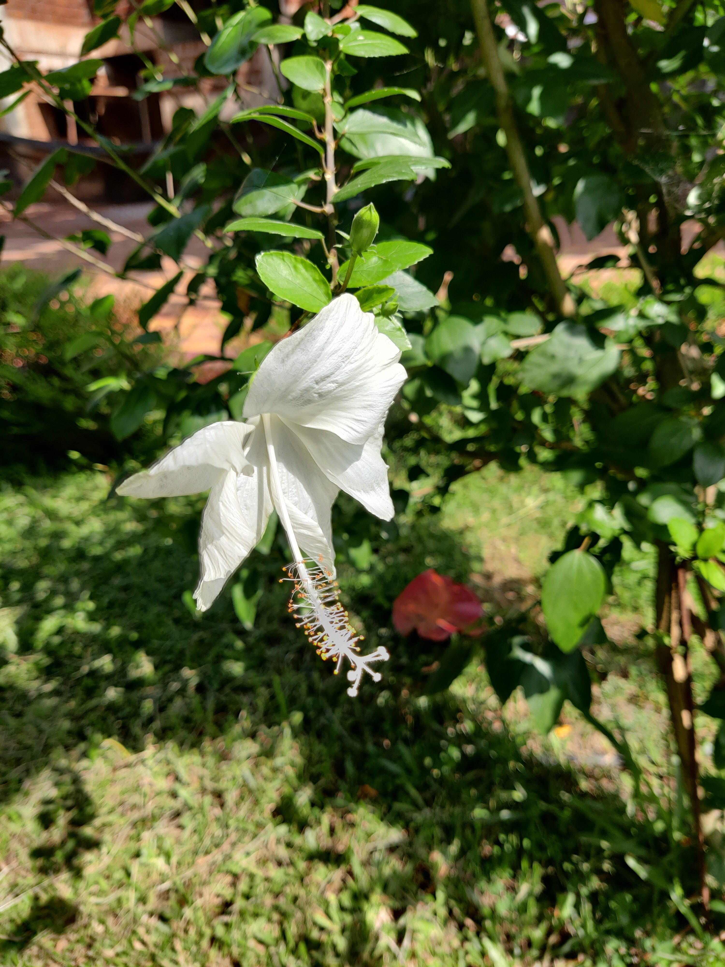 Lazy Frog Guest House-官方