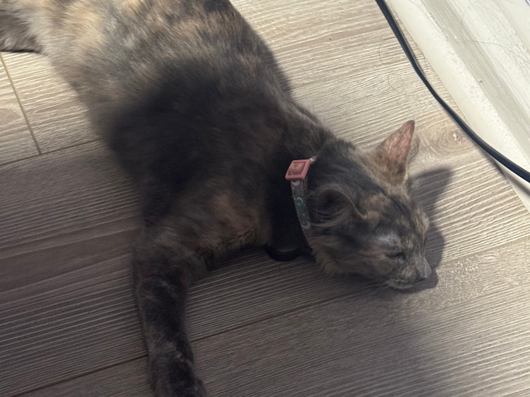 Cat Cafe Maui-卡胡卢伊必去景点