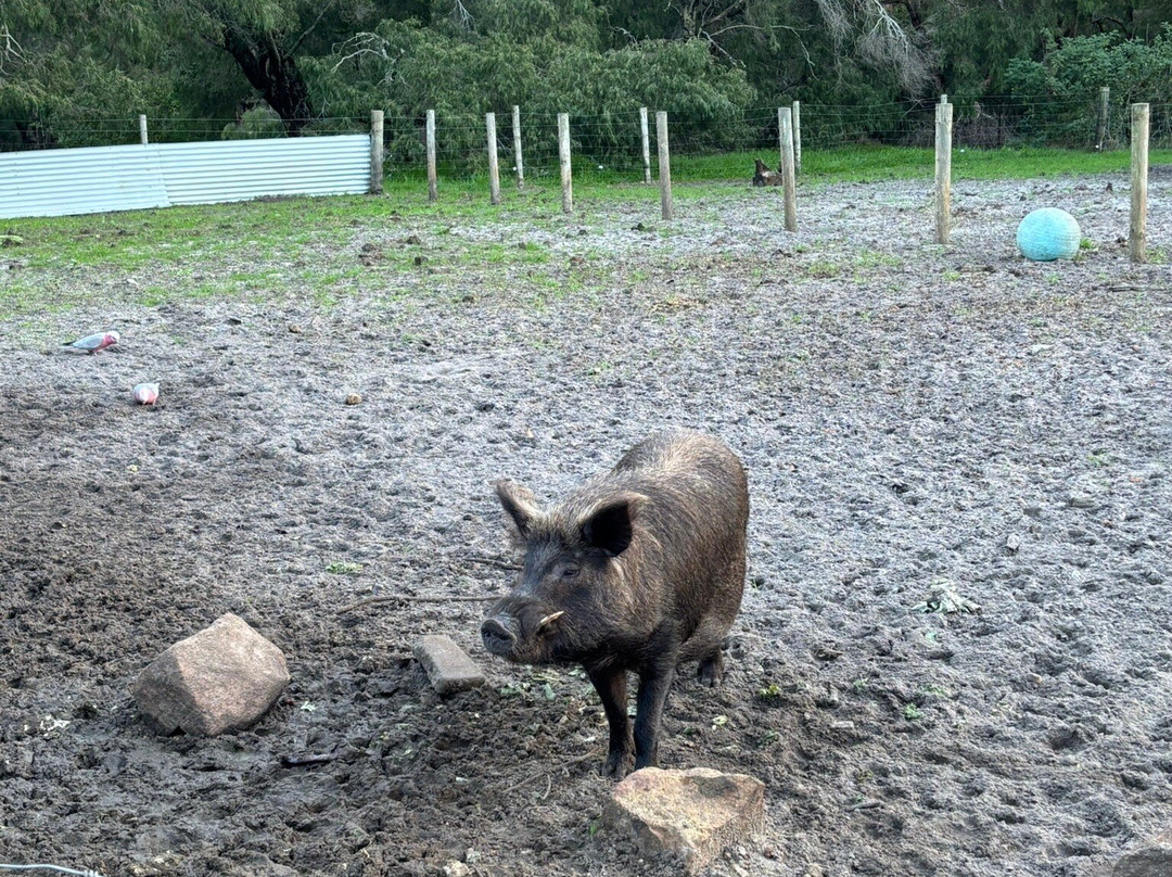 Scoops Farm-玛格丽特河必去景点