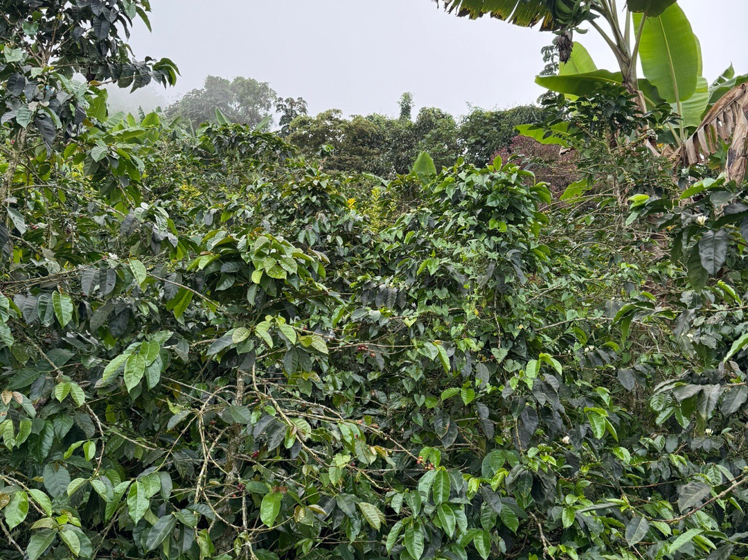 La Cima Eco Hotel主图