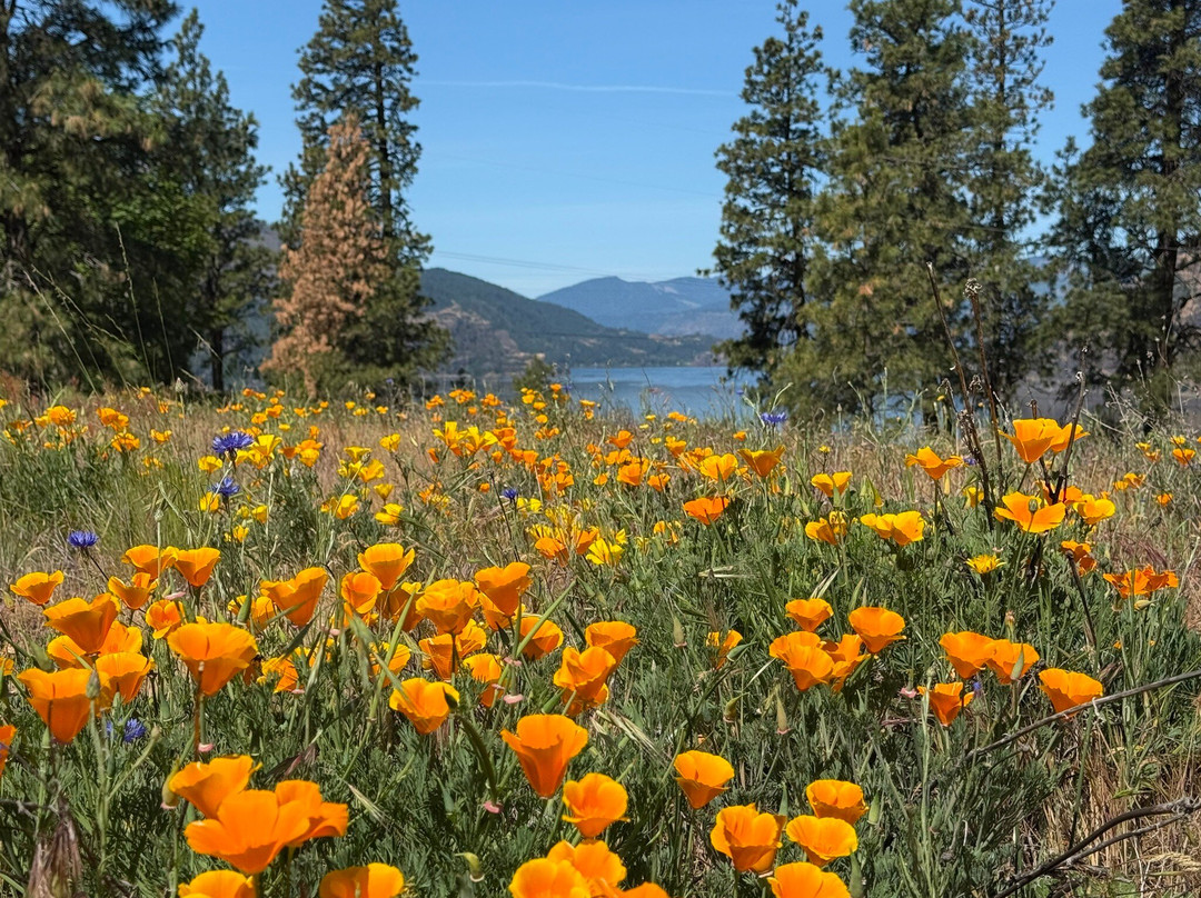 Mosier Plateau Trail-Mosier必去景点