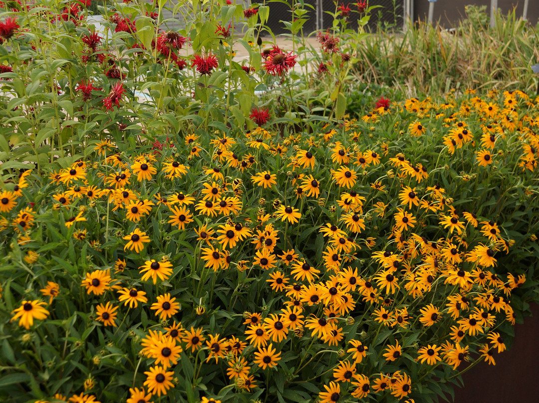 Mississippi Museum of Art-杰克逊必去景点