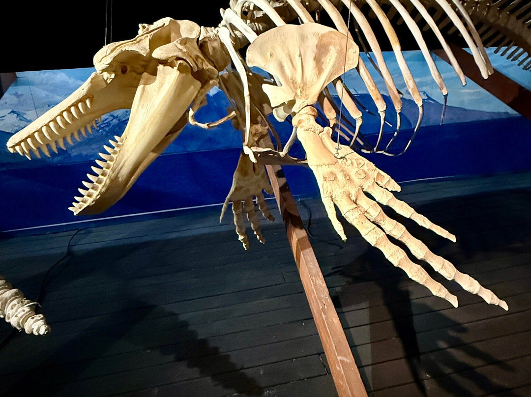 胡萨维克鲸博物馆-胡萨维克必去景点