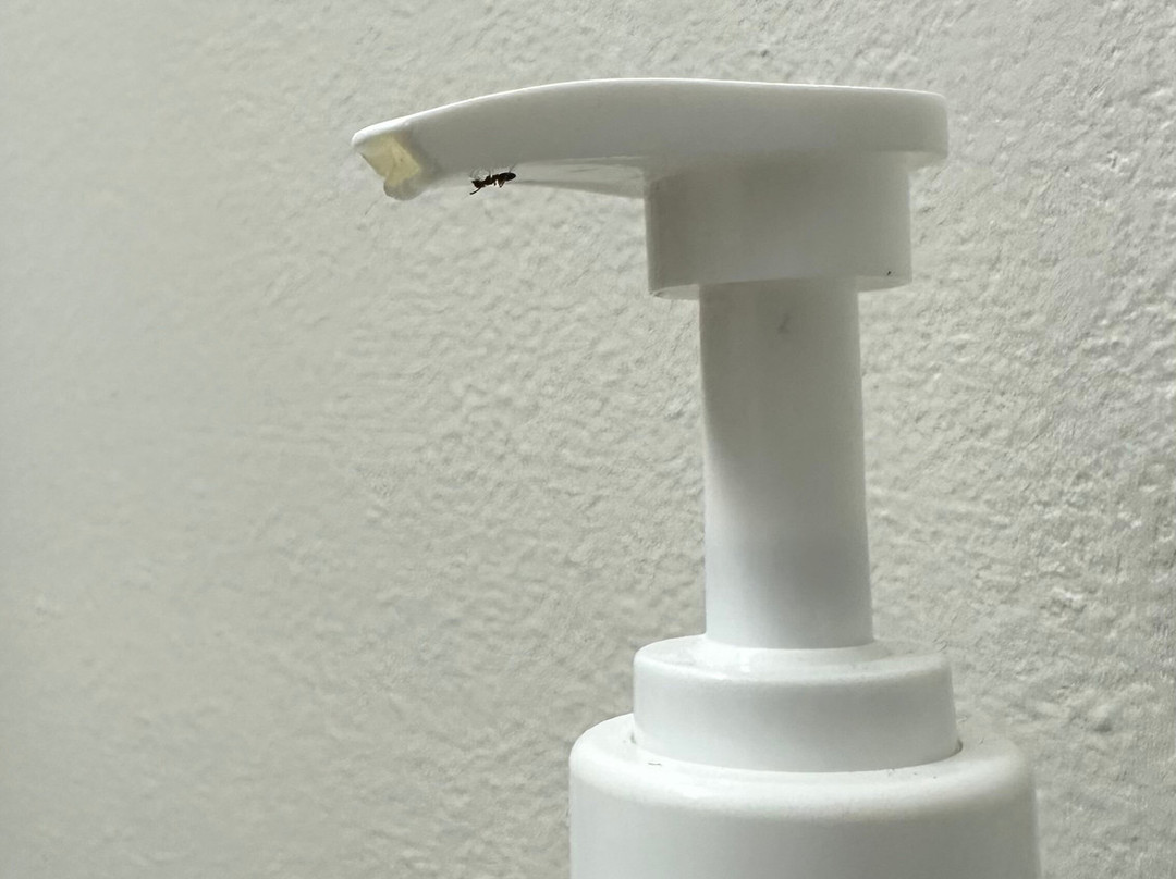 Best Western Saluki Inn主图