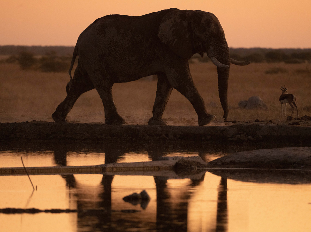 Real Africa Safaris Chobe-卡萨尼必去景点