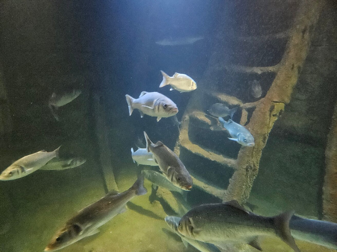 Fort Kijkduin (Museum and Aquarium)-登海尔德必去景点