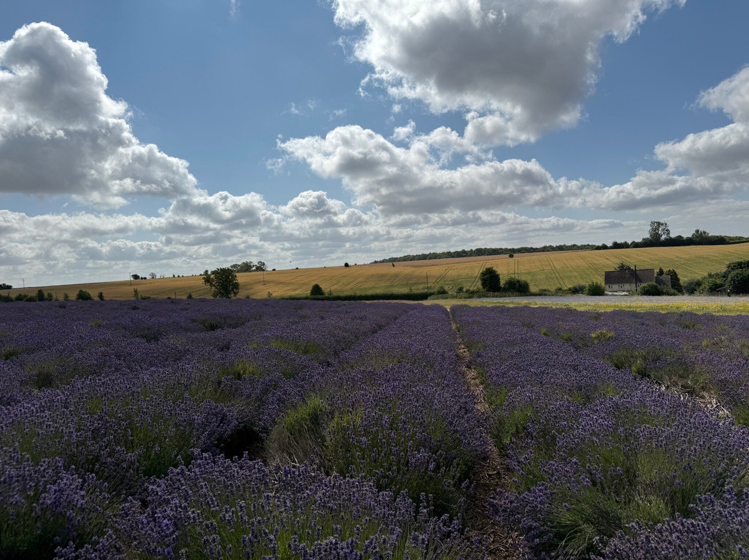 科茨沃尔德薰衣草-百老汇必去景点