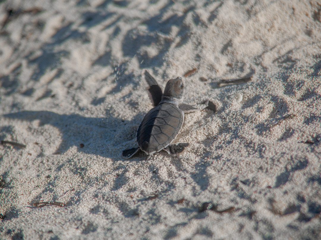 Safari Shwari Mafia Island