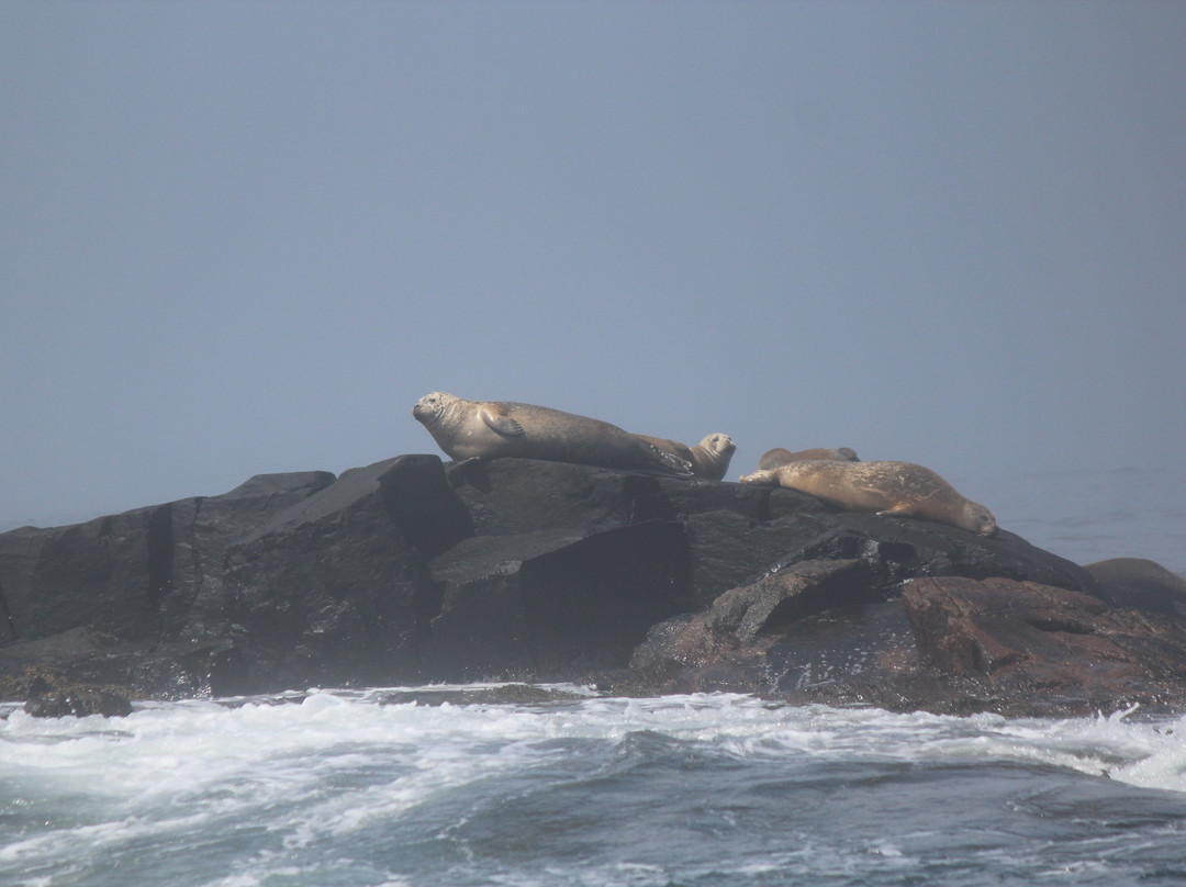 Acadia Puffin Cruise-Steuben必去景点