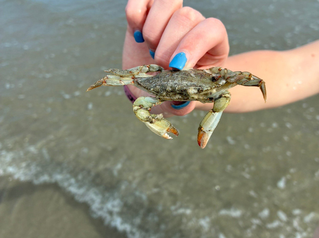 Sullivan's Island Beach-Sullivan's Island必去景点