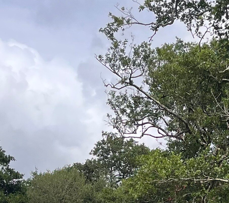 Killarney House Gardens-基拉尼必去景点