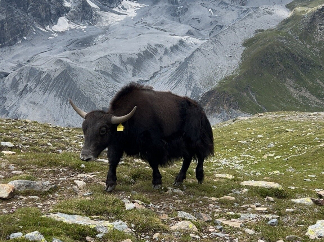 Gondel-Seilbahn Sulden - Funivia Solda-Solda必去景点