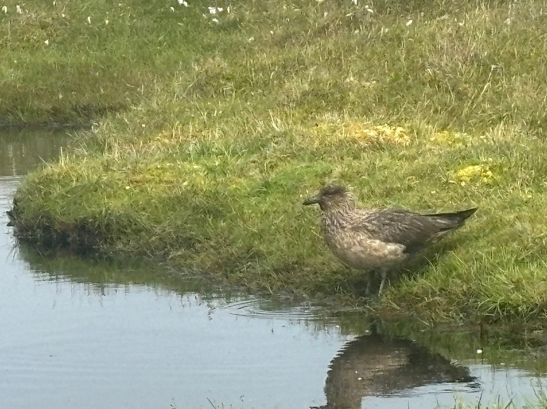 Hermaness National Nature Reserve-Unst必去景点