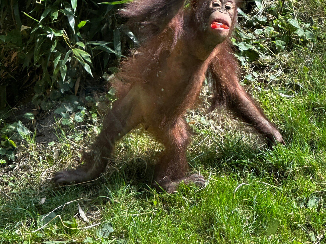 Allwetterzoo Munster-明斯特必去景点