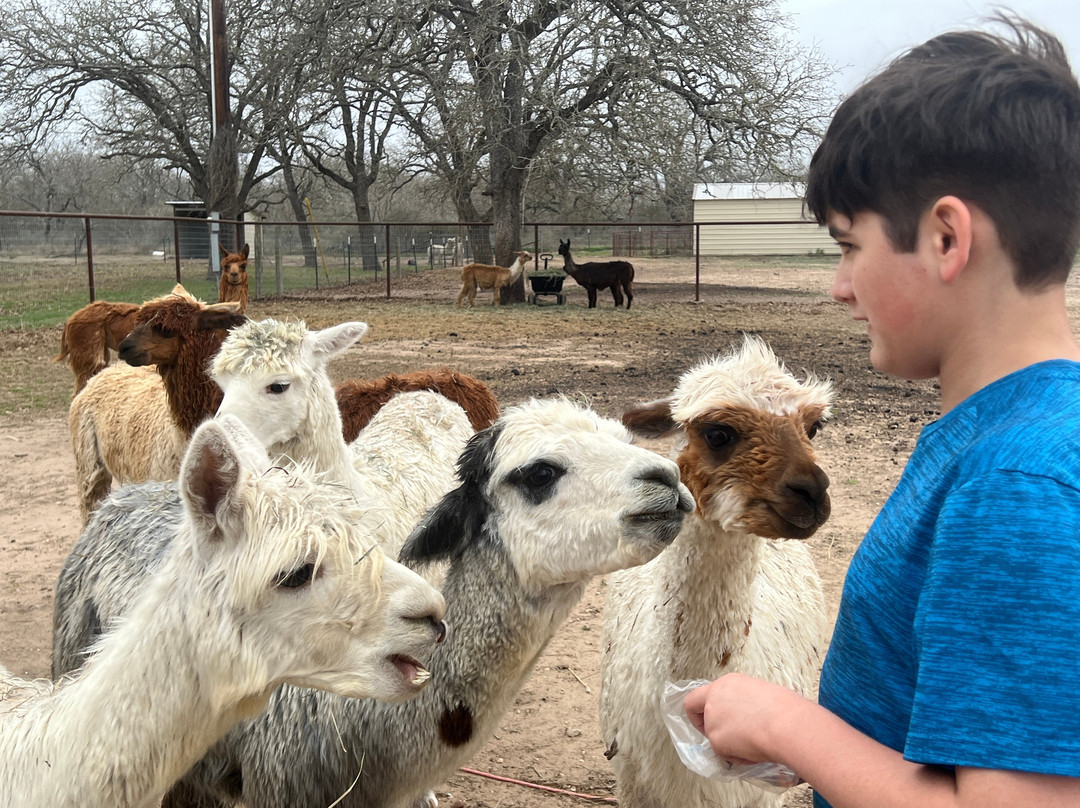 Suri Alpacas Of Crimson Ranch-塞金必去景点