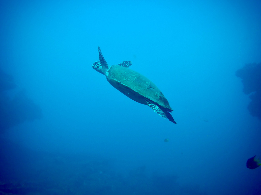 Abyss Dive Center Bali-艾湄湾必去景点