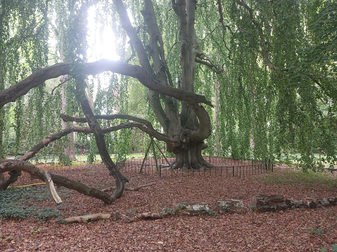 Stichting Arboretum Oudenbosch-Oudenbosch必去景点