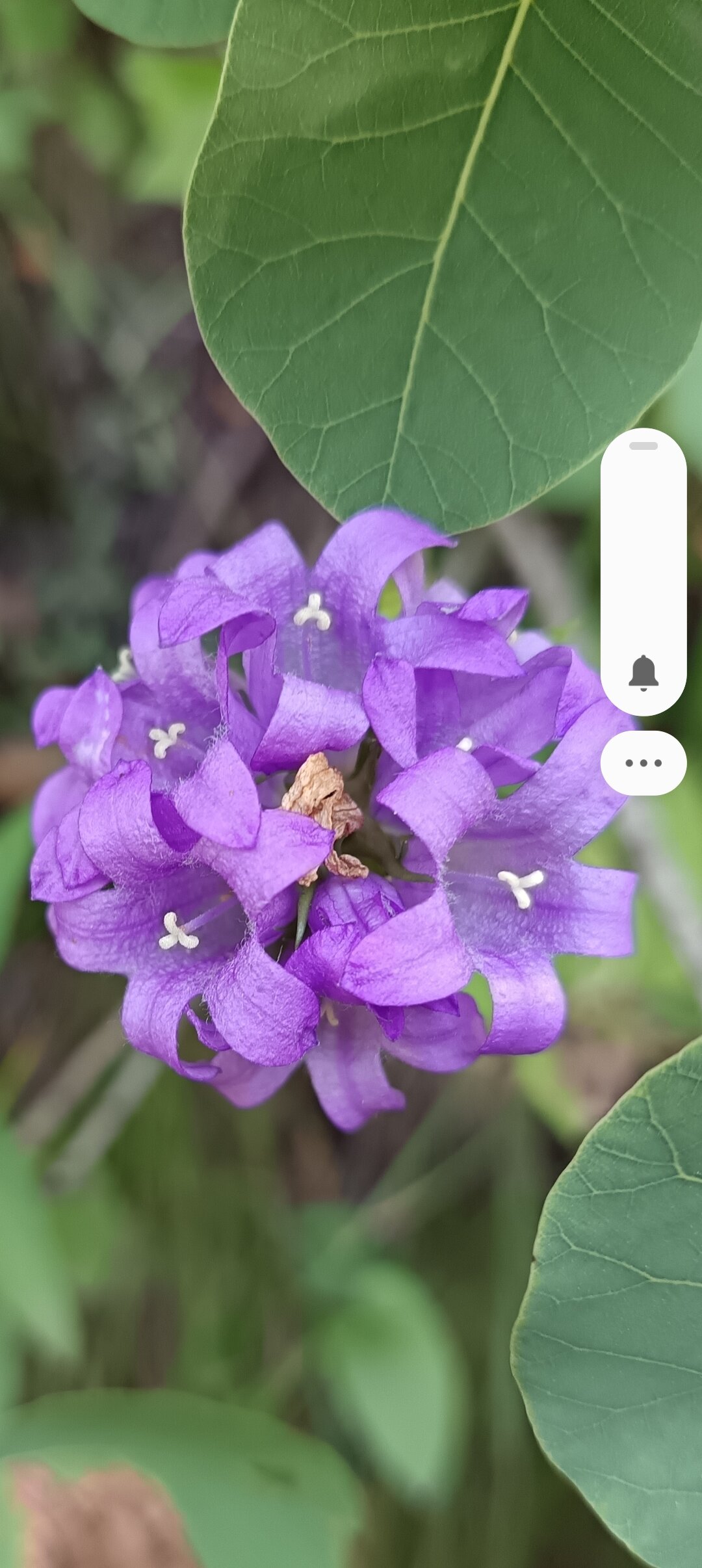 慕吉伽别墅酒店-官方