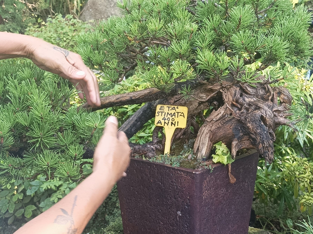 Giardino Museo Bonsai della Serenità-Tarzo必去景点