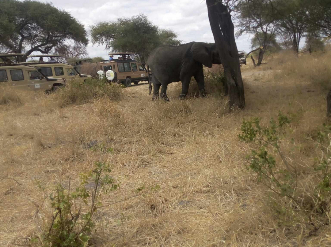 Kiwonu Africa Safaris-Arusha Chini必去景点