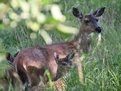 Kodiak Alaskan Adventures-Kodiak必去景点