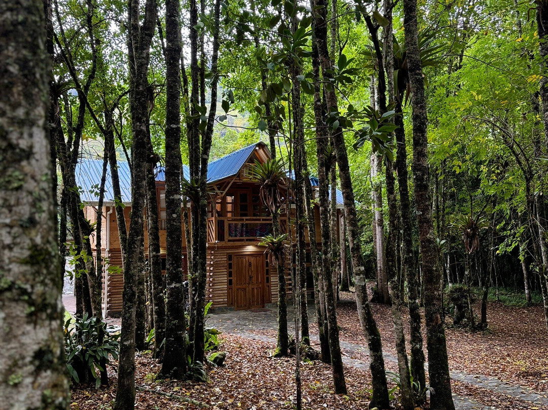 Urapanes Del Bosque主图