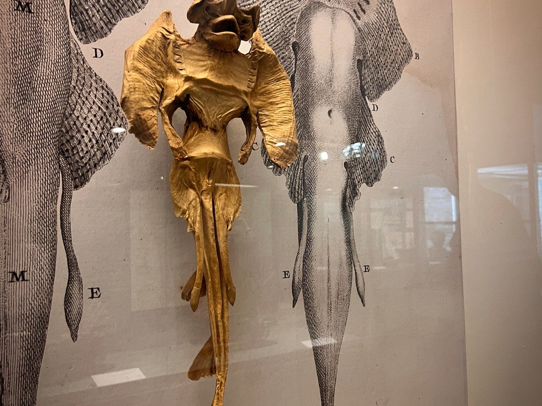 Musee de la Peche-孔卡尔诺必去景点