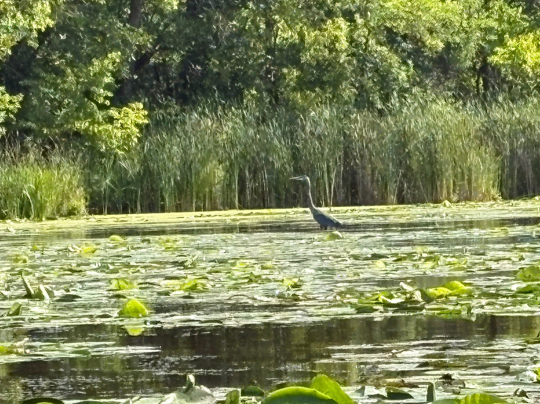 Wild Side Kayak Tours-Thief River Falls必去景点