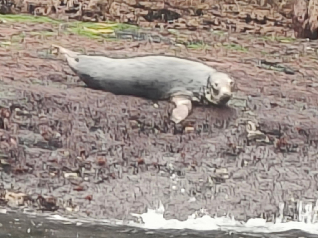 Skellig Tours-Caherdaniel必去景点