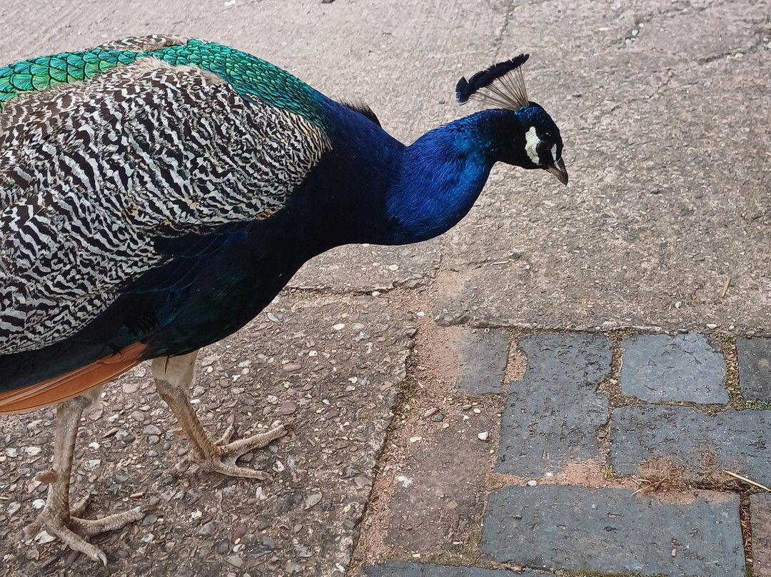 Amerton Farm-斯塔福德必去景点