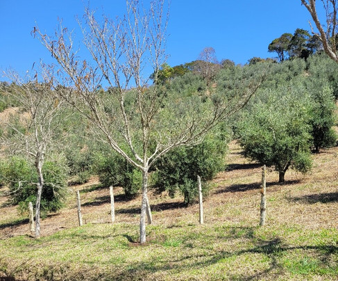 Azeite Sabiá Da Mantiqueira - Fazenda Do Campo Alto-圣安东尼奥杜皮尼亚尔必去景点