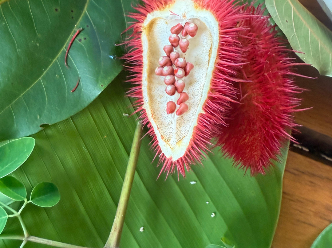 Shooting Star Studio-帕沃尼斯必去景点