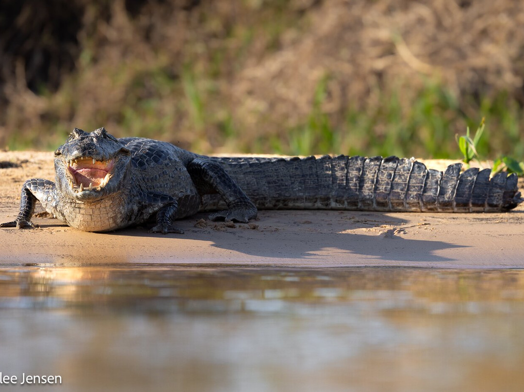Olsen Photo Tours - Wildlife Experiences-Porto Jofre必去景点