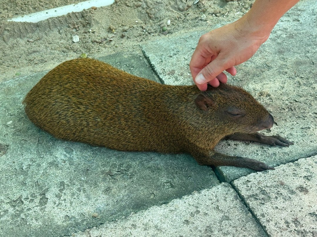 Cayman Parrot Sanctuary