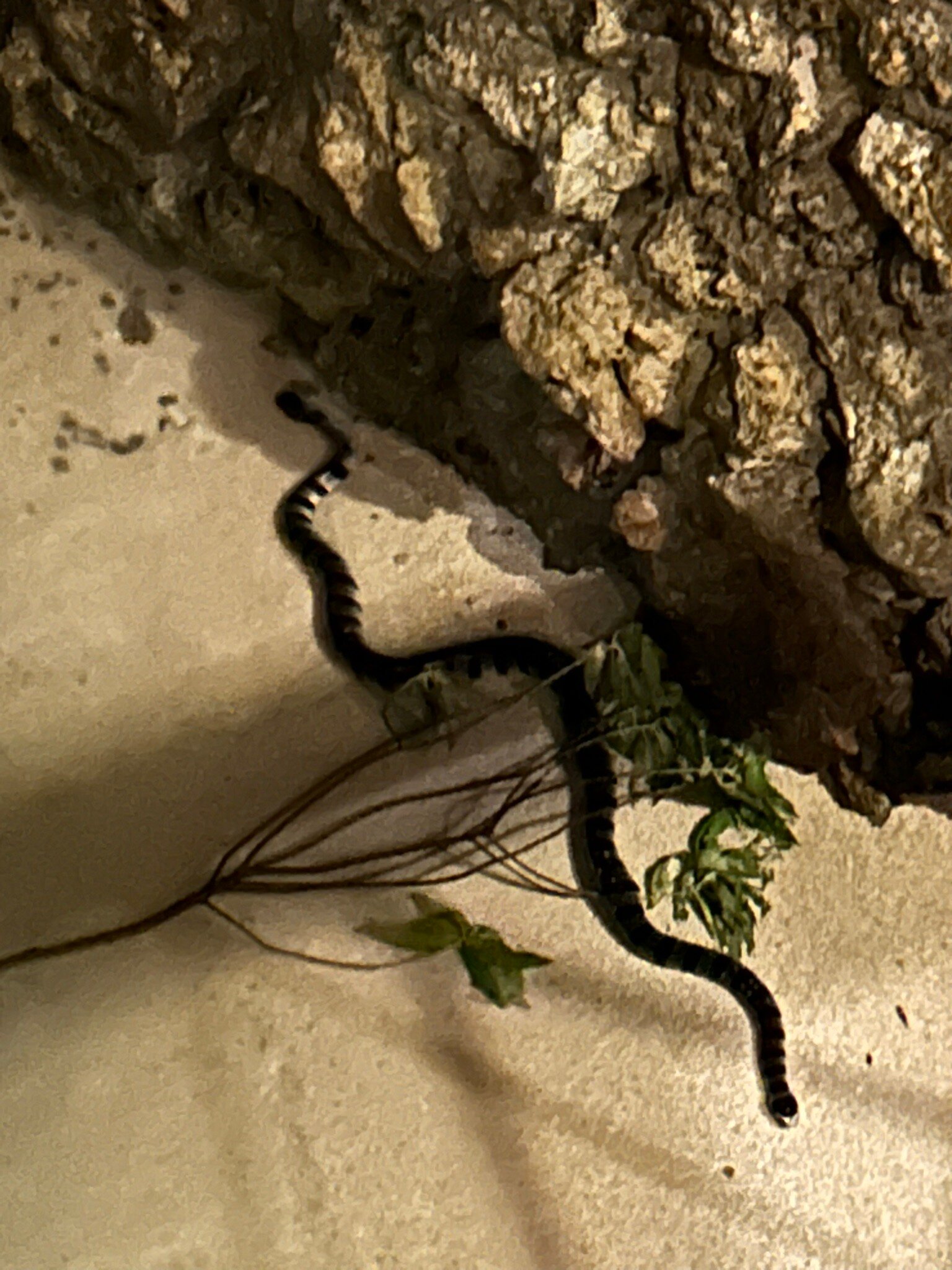 Virgin Cocoa - Tropical Hideaway Island-官方