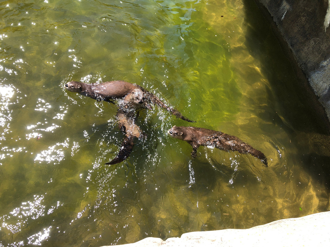 Buttonwood Park Zoo-新贝德福德必去景点