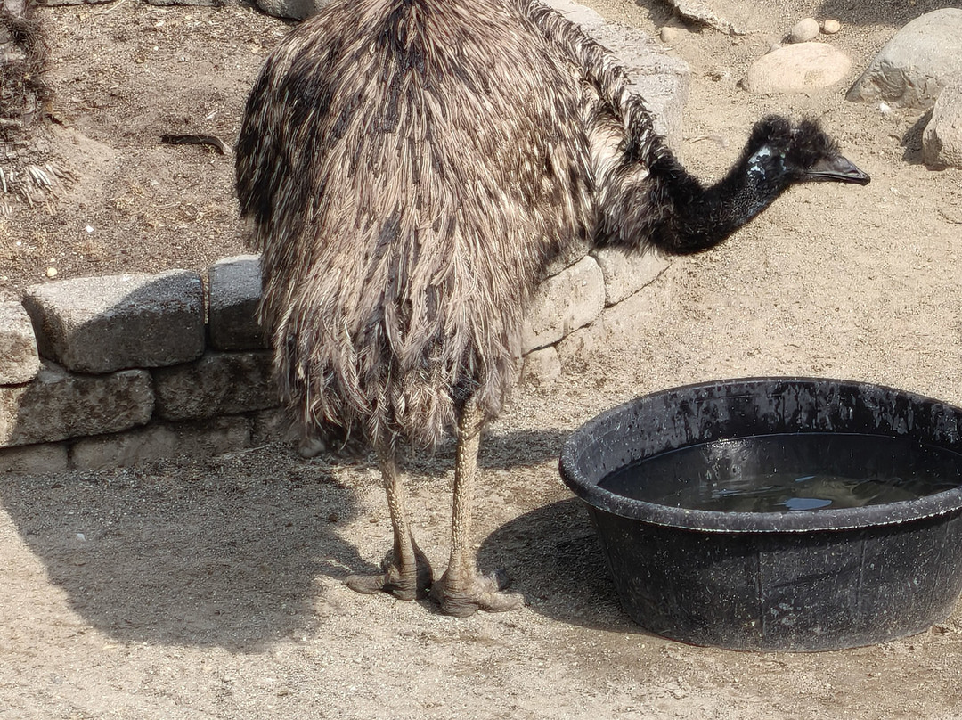 Cougar Mountain Zoo-伊瑟阔必去景点