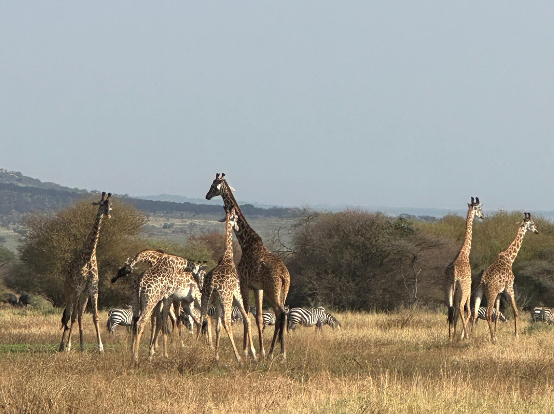 LULU AFRICAN SAFARIS LTD.-阿鲁沙必去景点