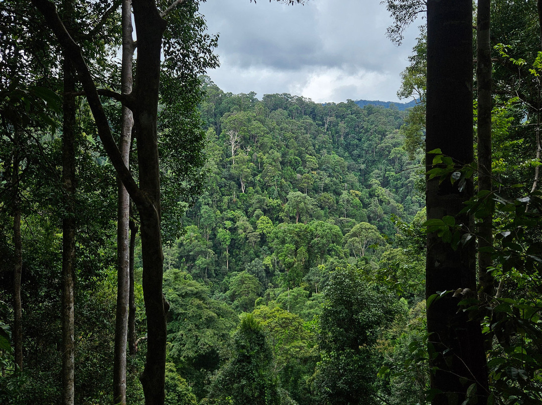 Bukitlawangtour-武吉拉旺必去景点