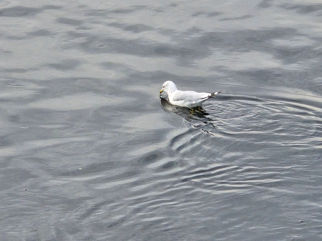 Zone portuaire Saguenay-Chicoutimi必去景点