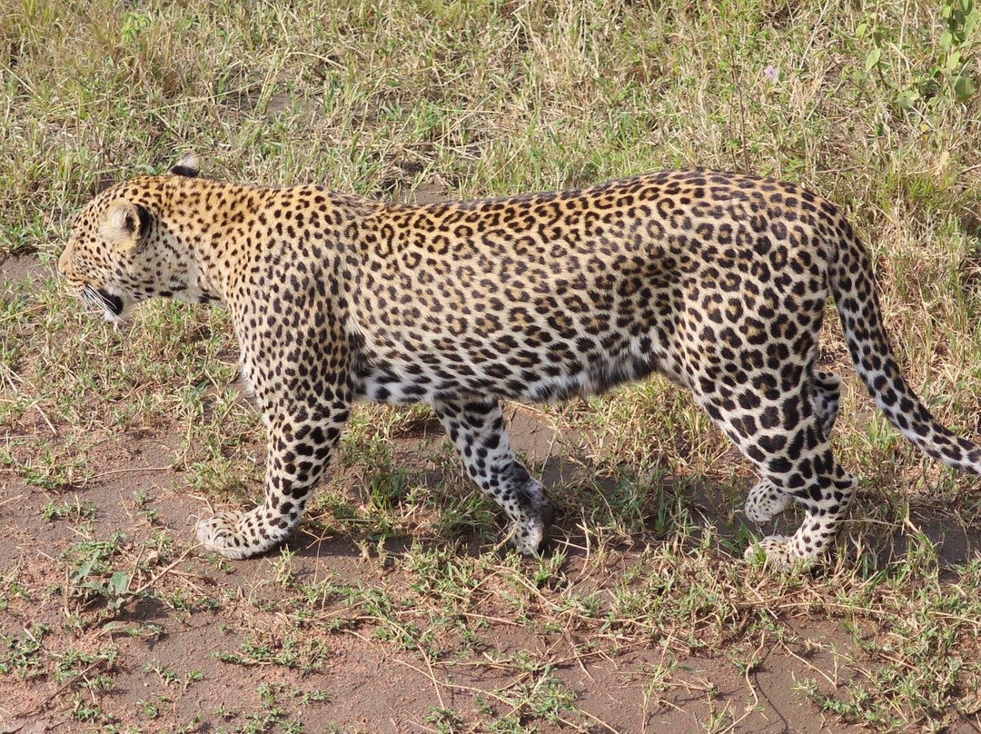 Kubwa Five Safaris-坎帕拉必去景点